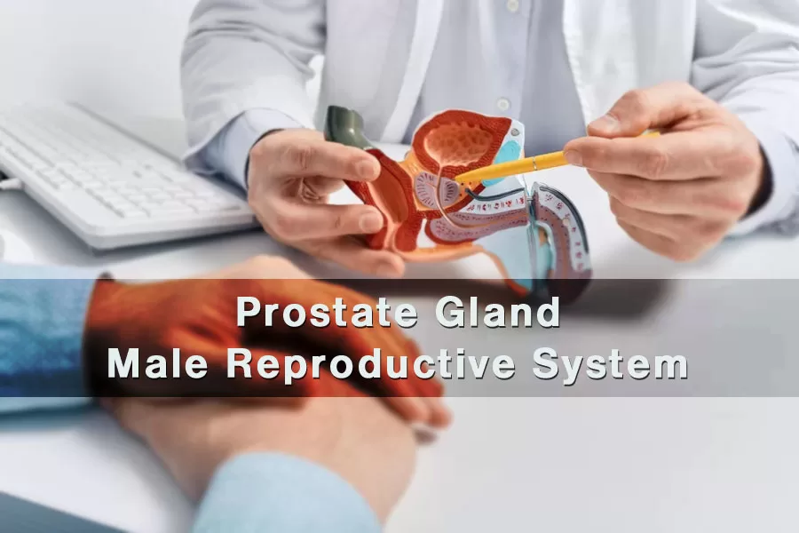 What are the Functions of the Prostate Gland in the Male Reproductive System?