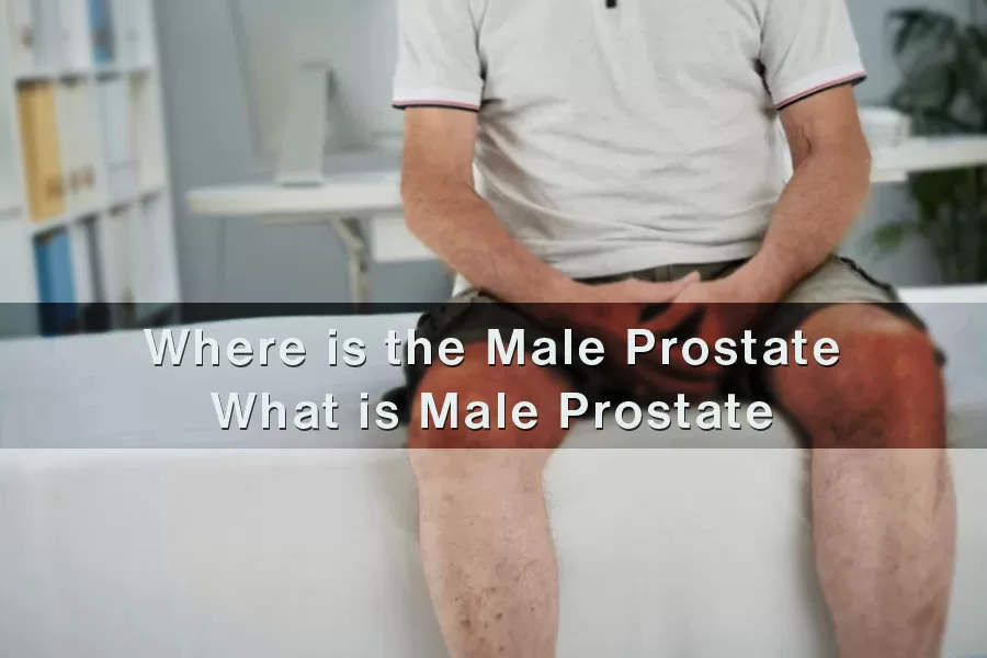 Where is the Male Prostate
