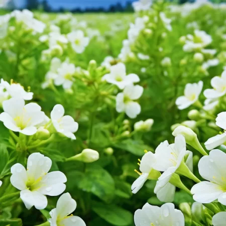 Bacopa Monnieri and Cognitive Function