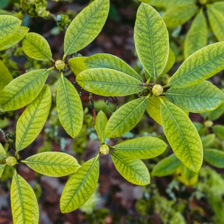Damiana Leaf and Its Effect on Testosterone