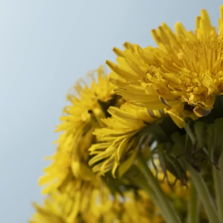Dandelion Extract and Weight Loss