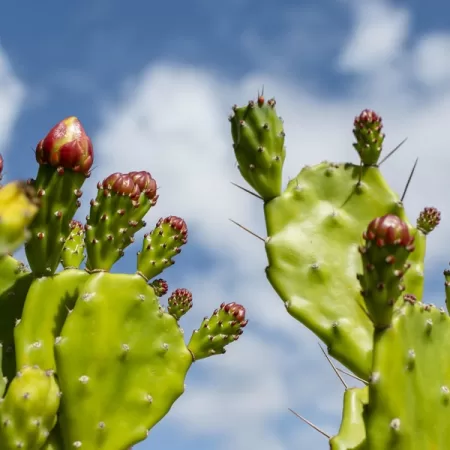 Nopal Cactus and Weight Loss